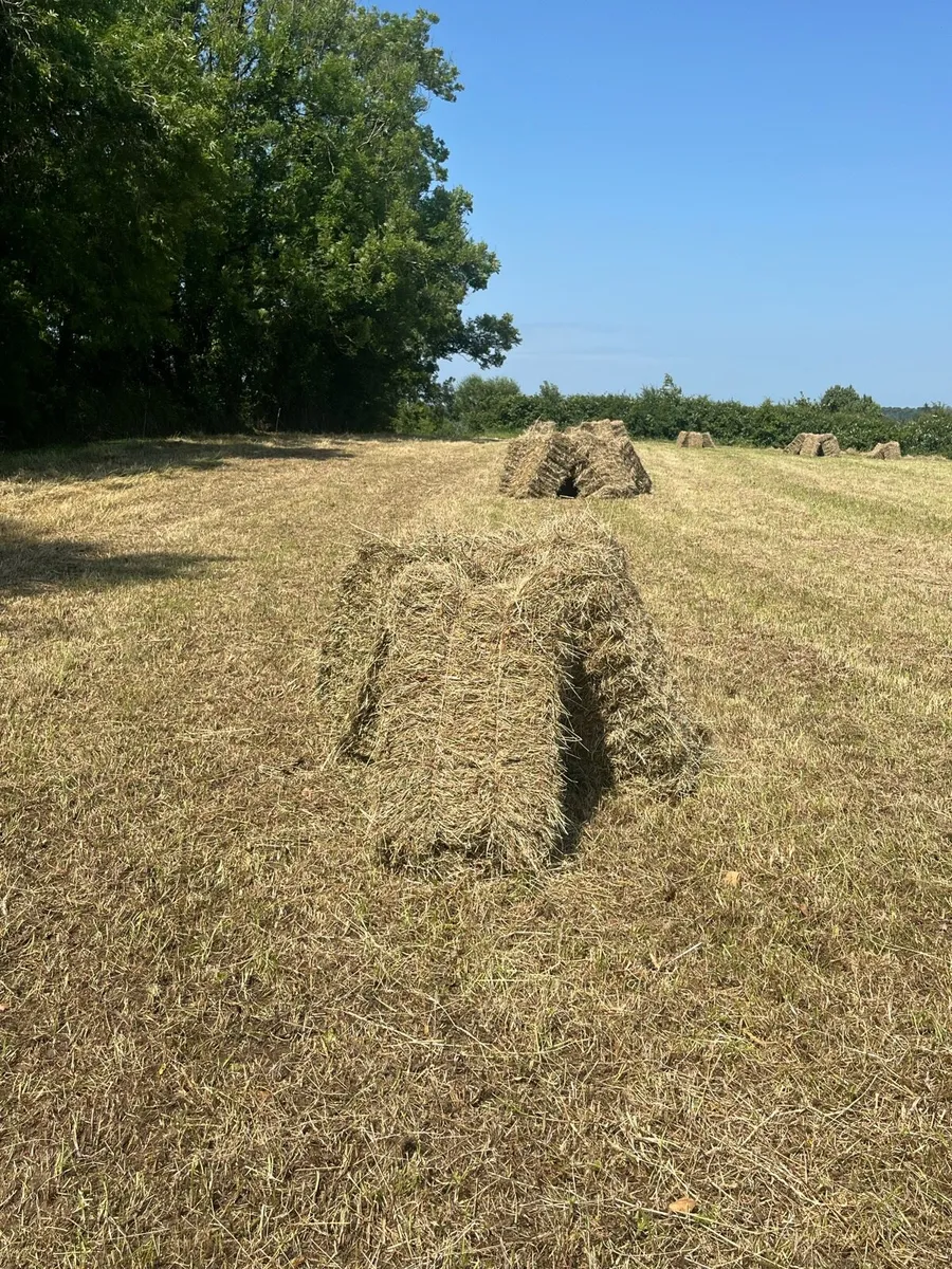 Square Bales of Hay - Image 3