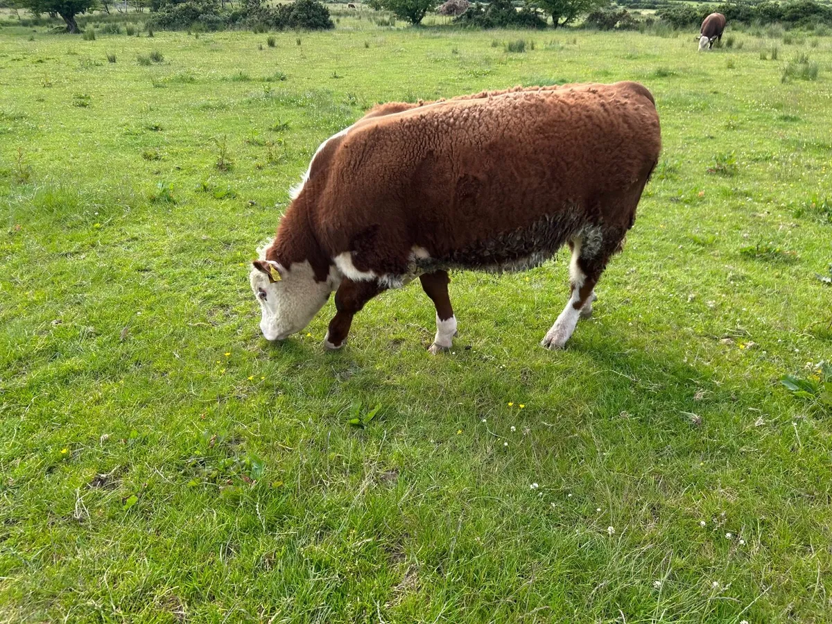 Hereford Bull - Image 1