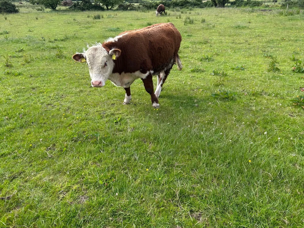 Hereford Bull - Image 2