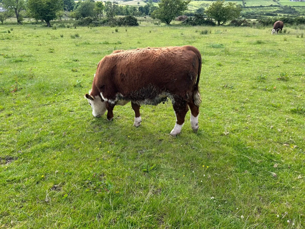 Hereford Bull - Image 3