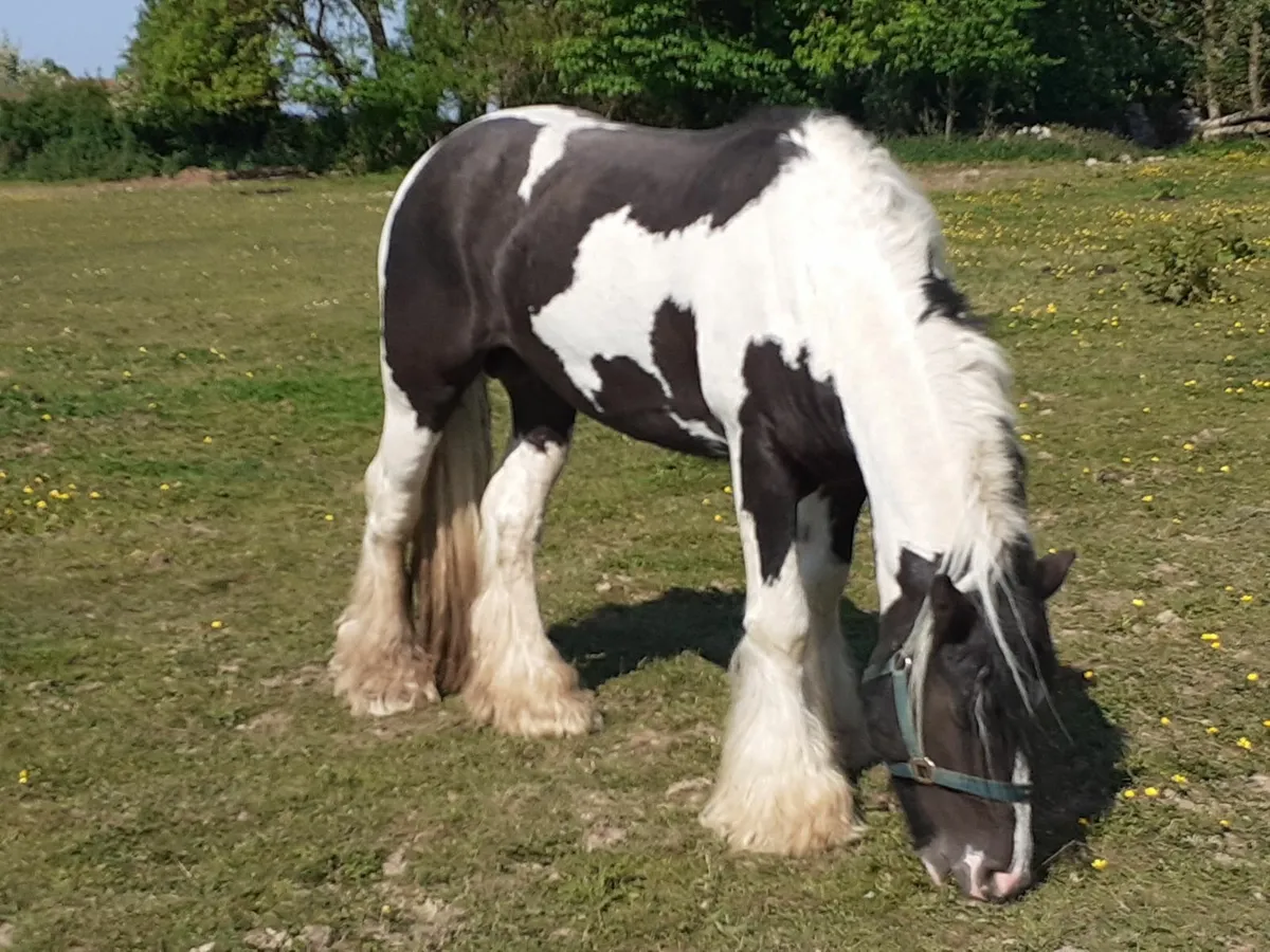 Heavy Cob Stallion - Image 1