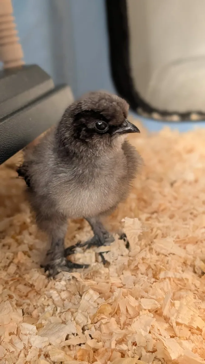 Silkie Chucks silkie chicks and hatching Eggs - Image 1