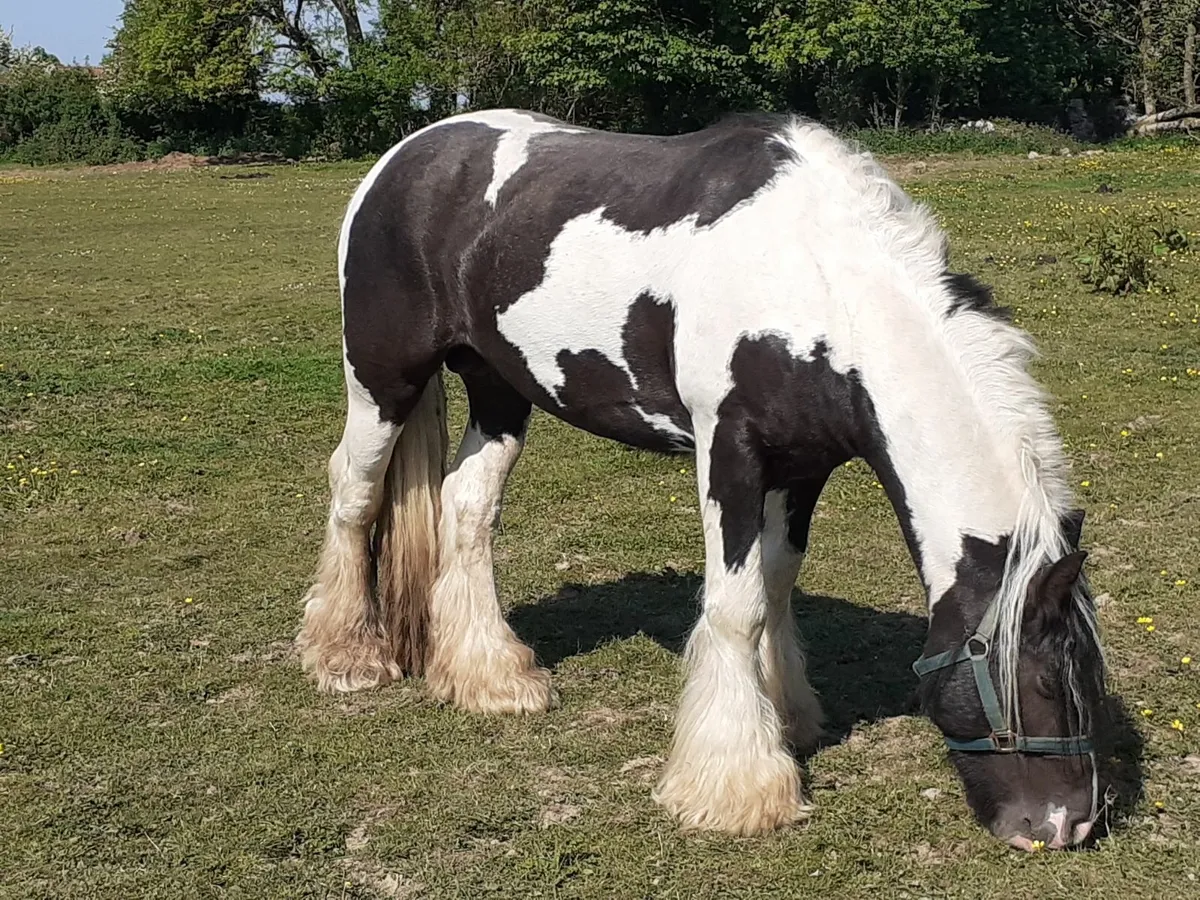 Heavy Cob Stallion - Image 3