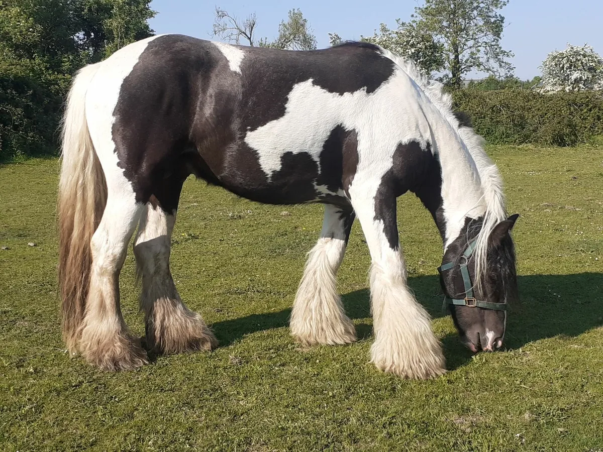 Heavy Cob Stallion - Image 4