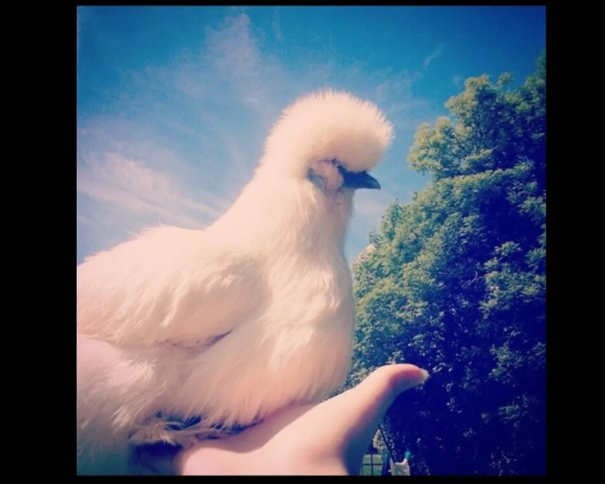 Silkie Chucks silkie chicks and hatching Eggs - Image 3