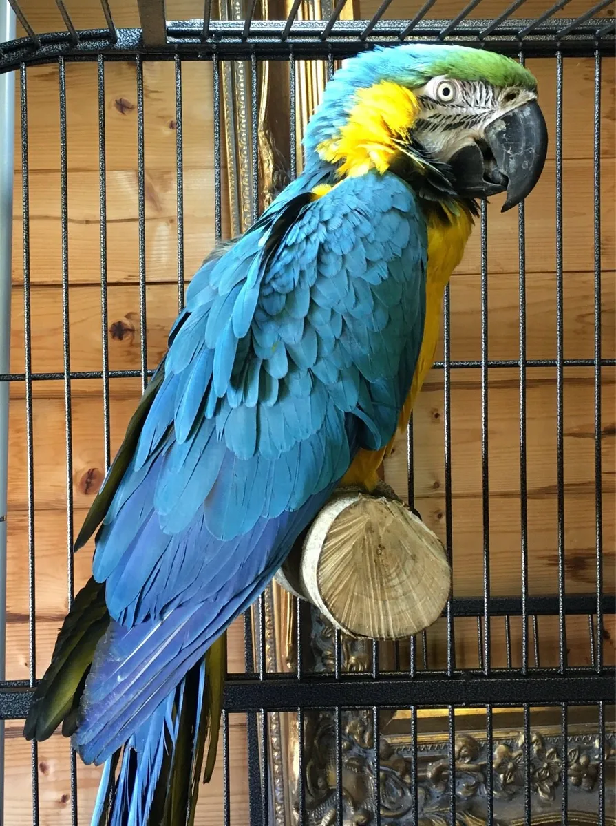 Blue & Gold Macaw - Image 1