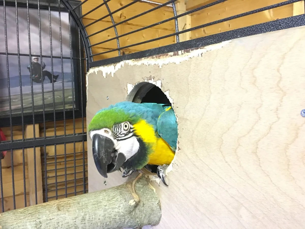 Blue & Gold Macaw - Image 2