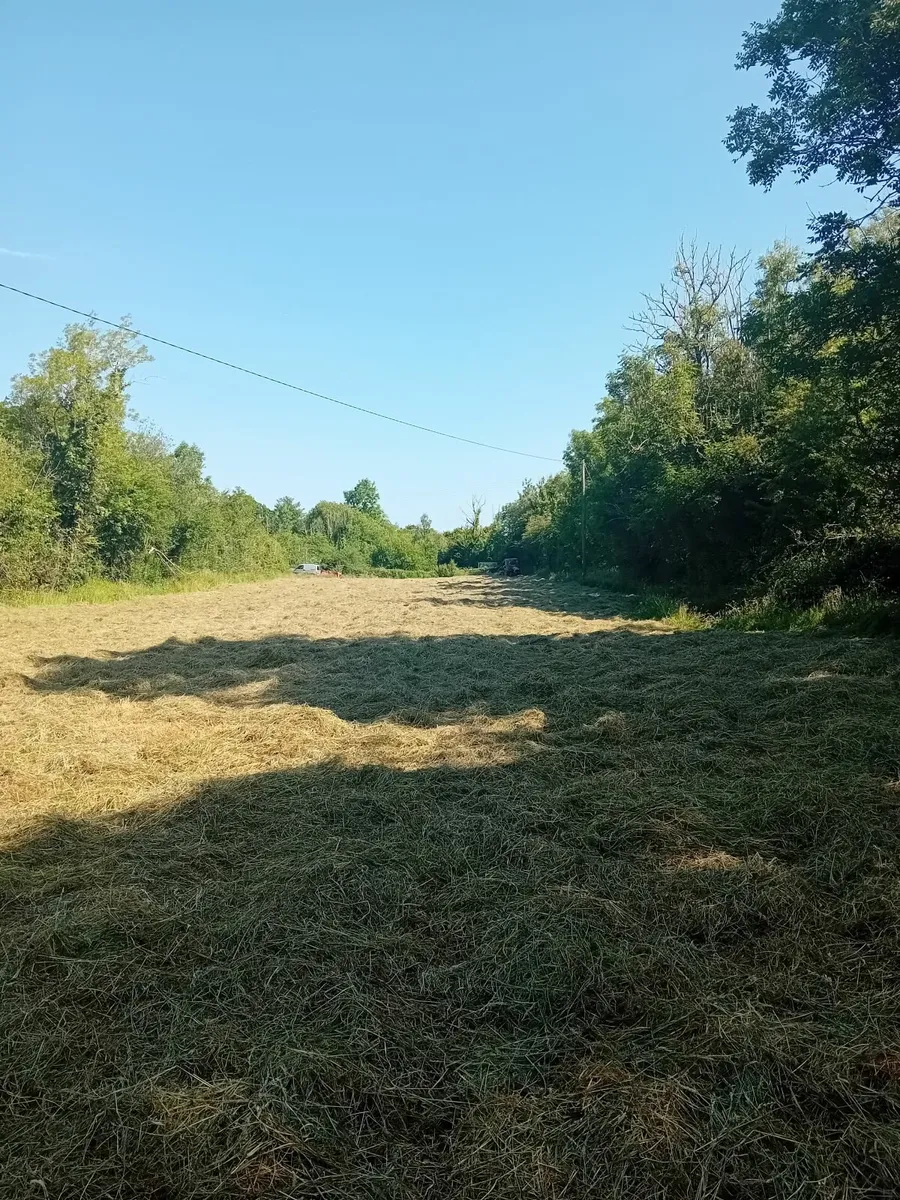 Square Bales of HAY for sale - Image 2