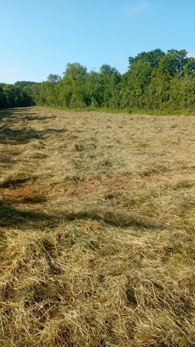 Square Bales of HAY for sale - Image 3