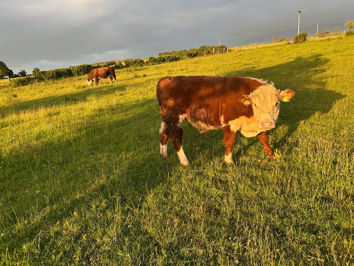 Hereford Bull - Image 4