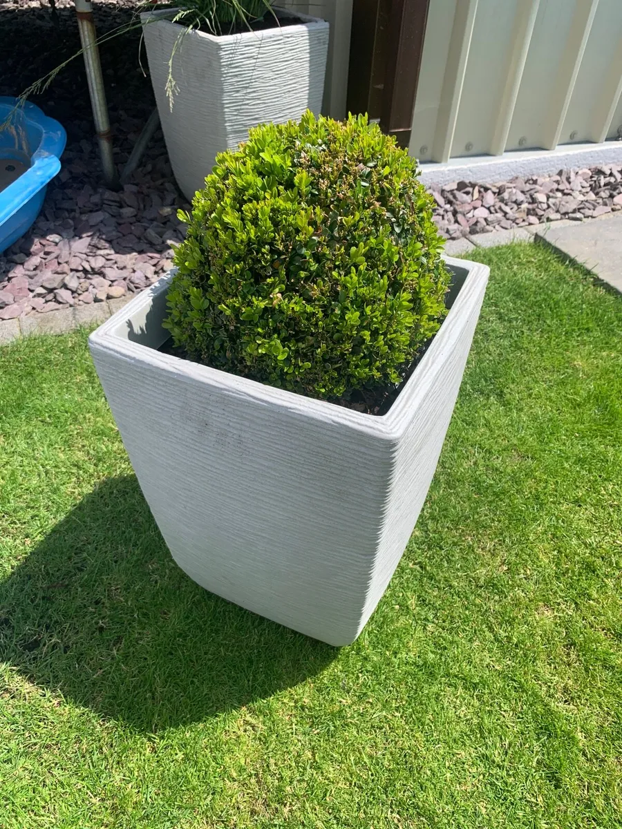 Garden Buxus trees