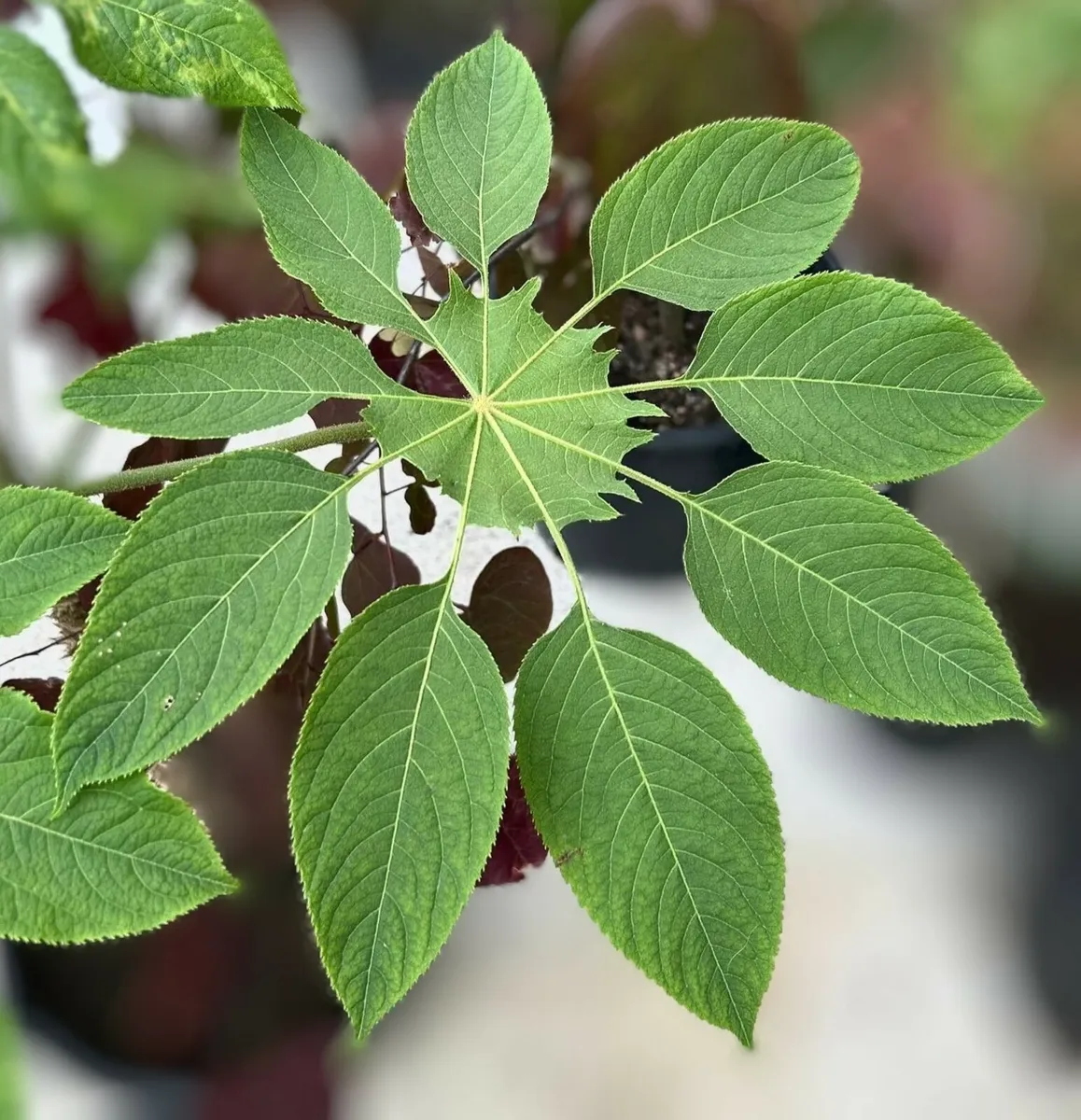 Rare Plant Brassaiopsis mitis - Image 1