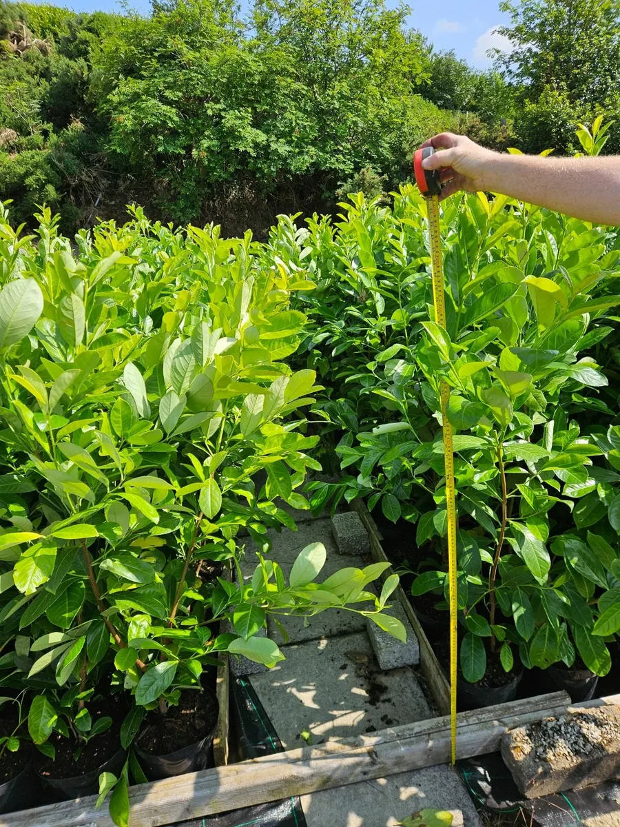 Mature Hedging - Image 1