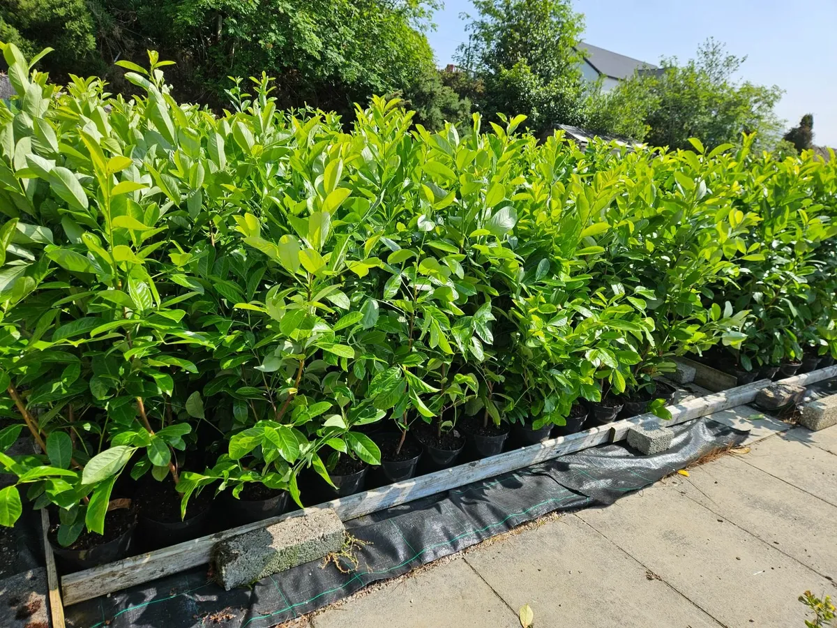 Mature Hedging - Image 2