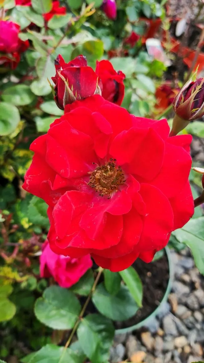 Roses 15 euro - Image 1