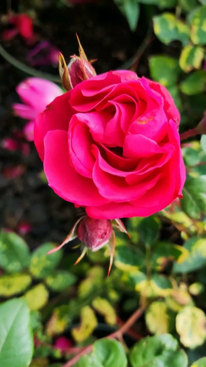 Roses 15 euro - Image 2