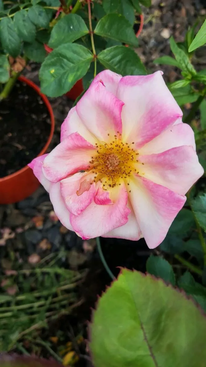 Roses 15 euro - Image 3