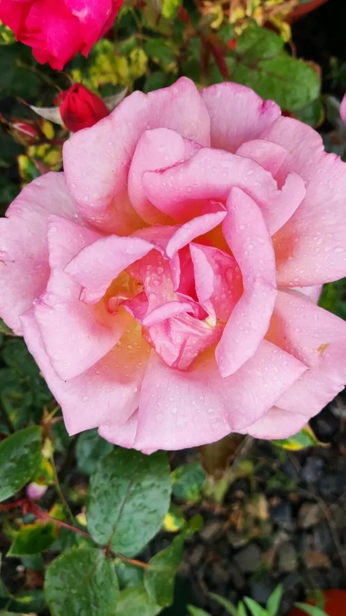 Roses 15 euro - Image 4