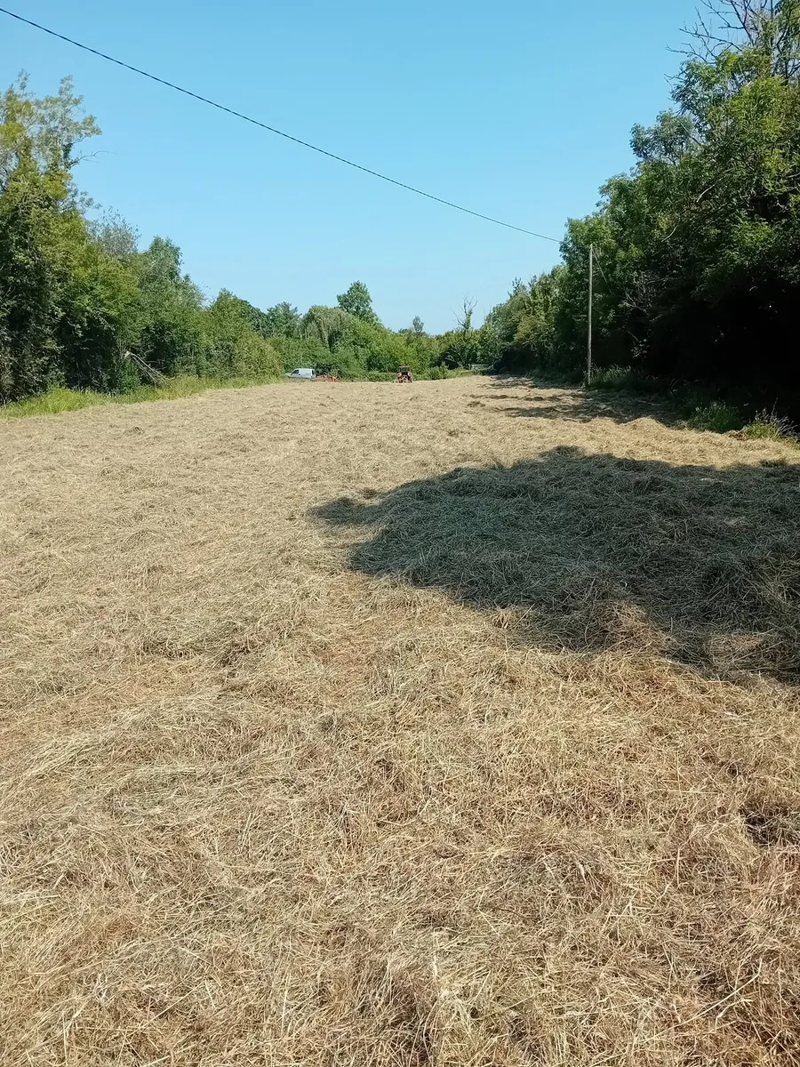 Square Bales of HAY for sale - Image 4