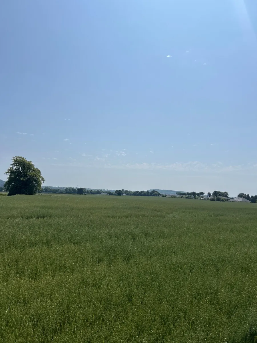 Whole crop bales