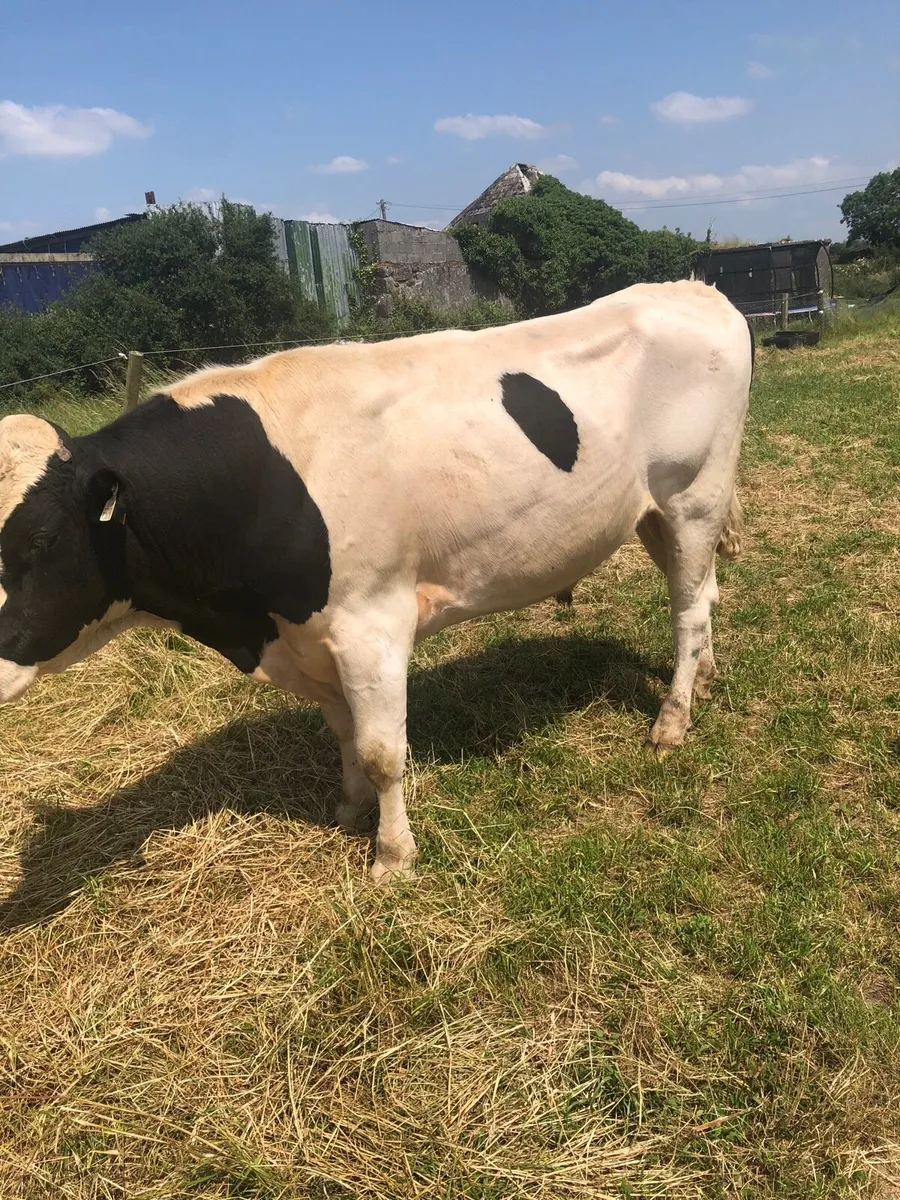 Bull - Image 2