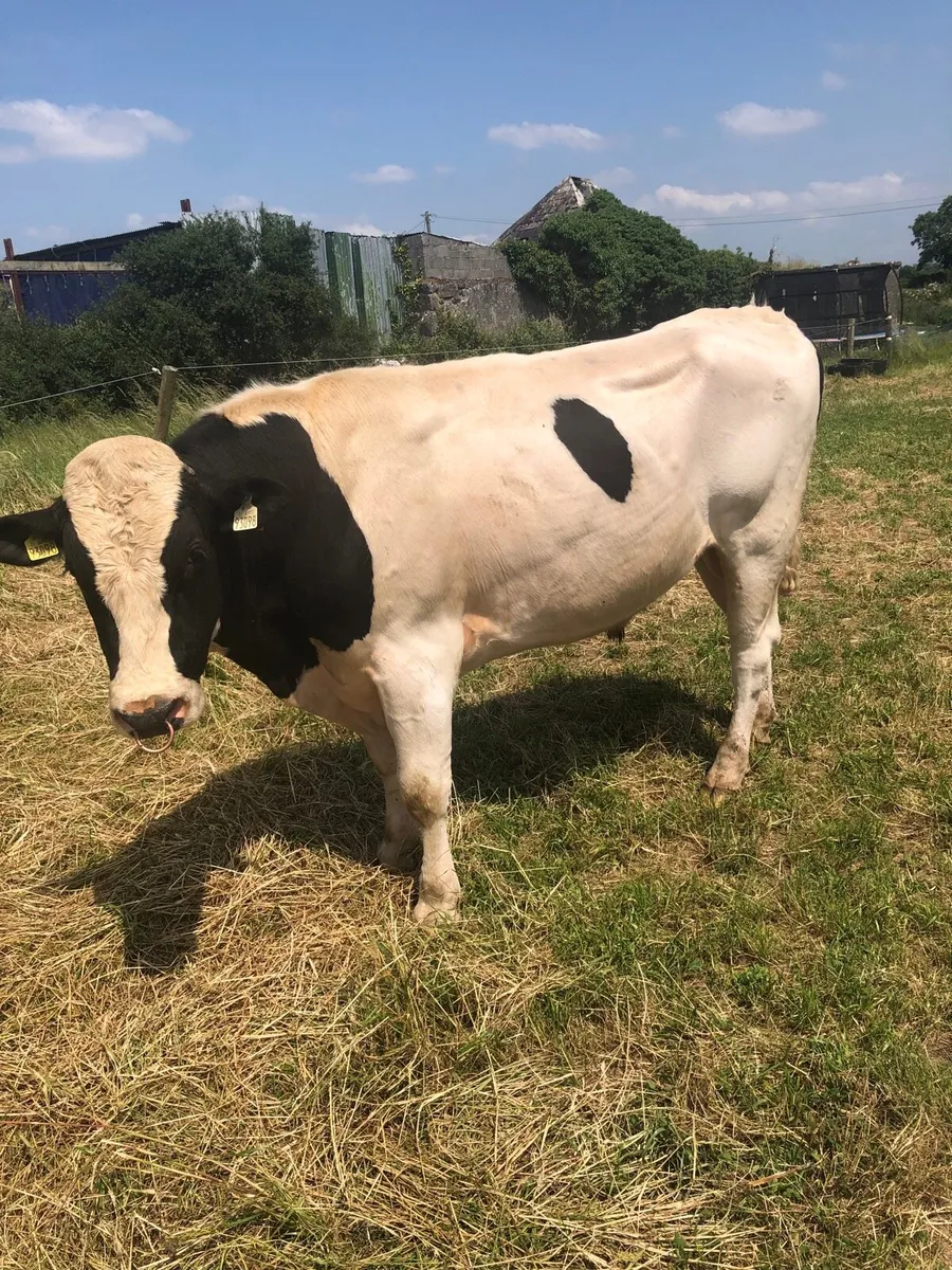 Bull - Image 3
