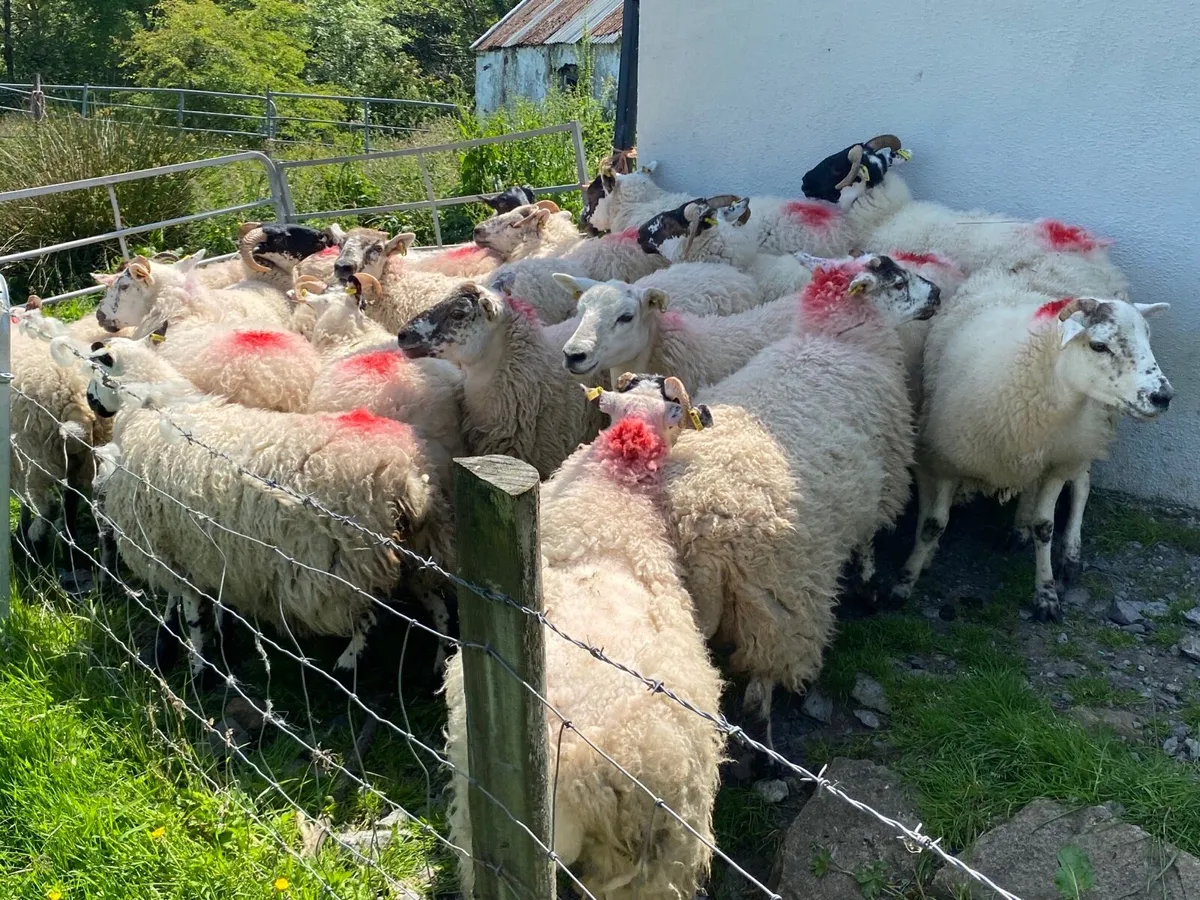 19 Super Breeding Hogget Ewes - Image 1