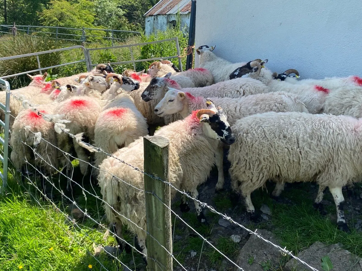 19 Super Breeding Hogget Ewes - Image 3