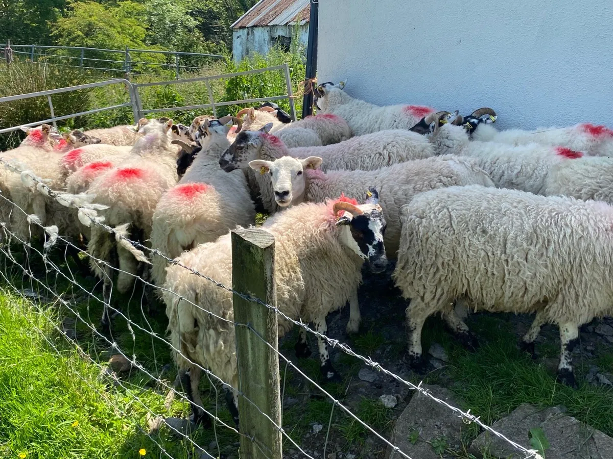 19 Super Breeding Hogget Ewes - Image 4