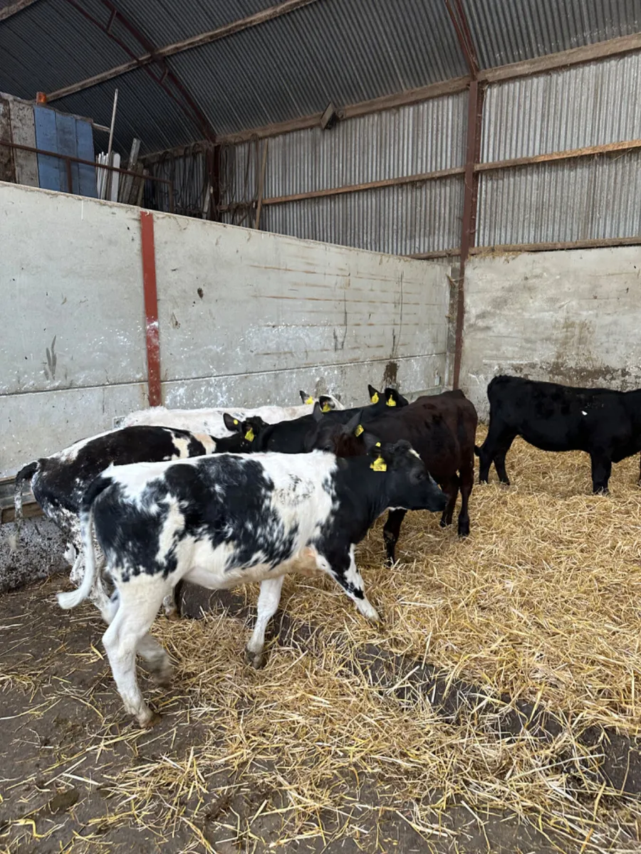 Angus and blue heifers - Image 1
