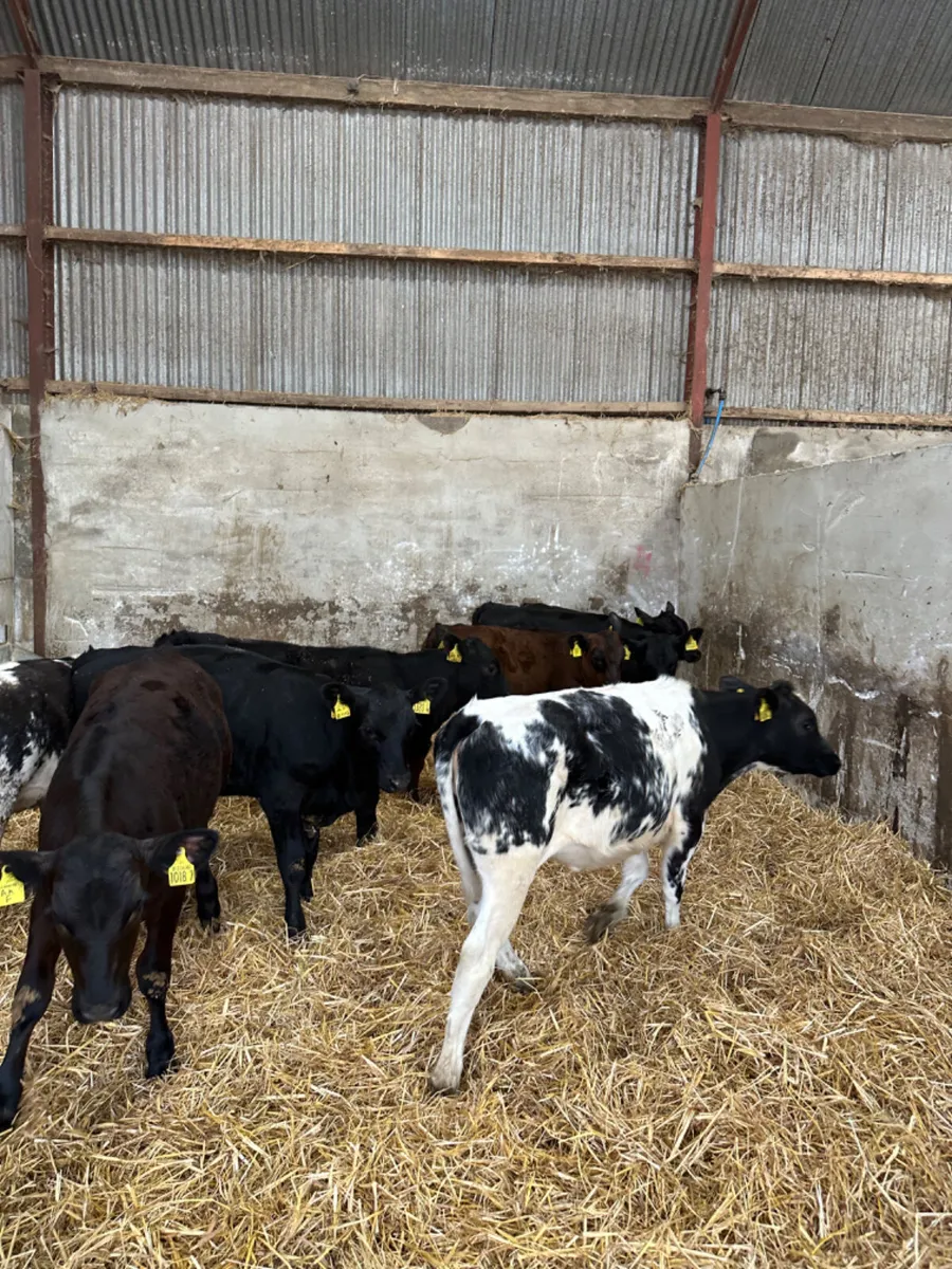Angus and blue heifers - Image 2