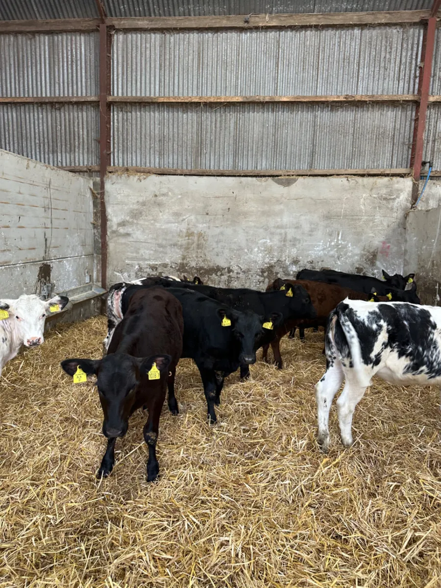 Angus and blue heifers - Image 3