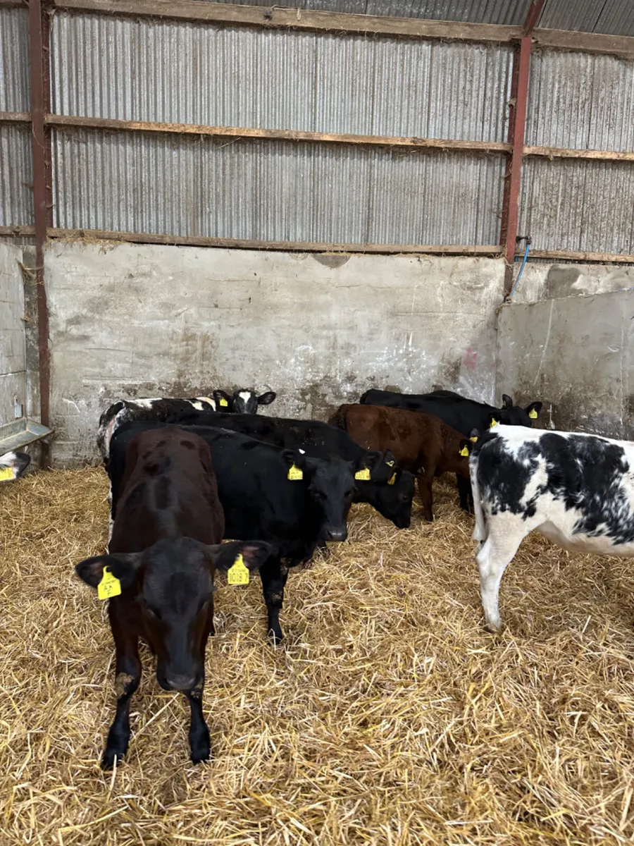 Angus and blue heifers - Image 4