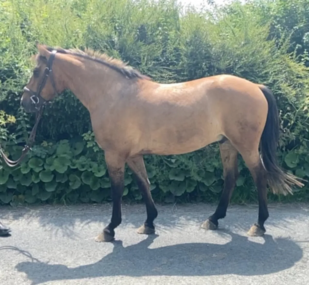 15.1hh 5yr old Dun Gelding - Image 1