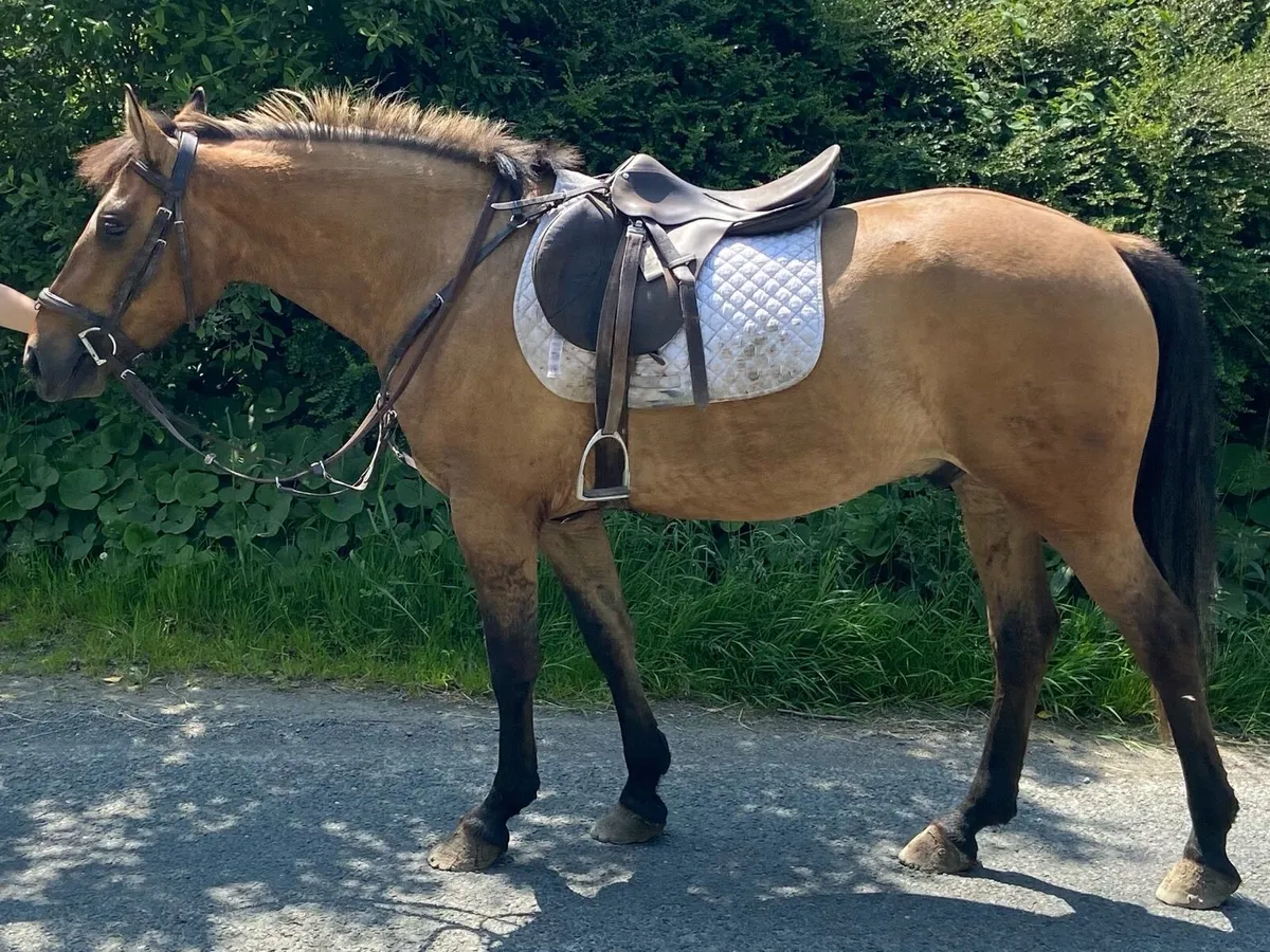 15.1hh 5yr old Dun Gelding - Image 2