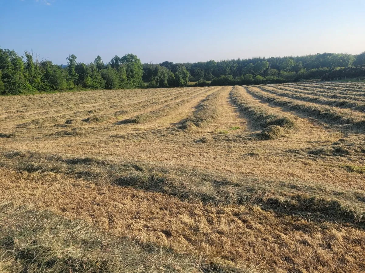 Silage - Image 1