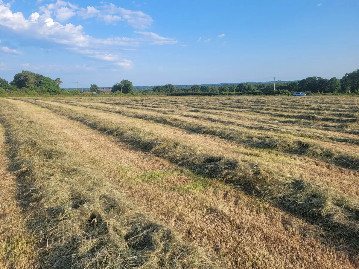 Silage - Image 2