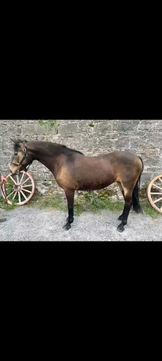 Connemara Filly - Image 1