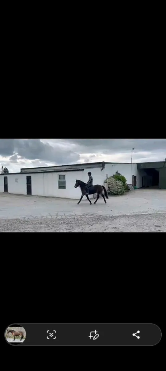 Connemara Filly - Image 2