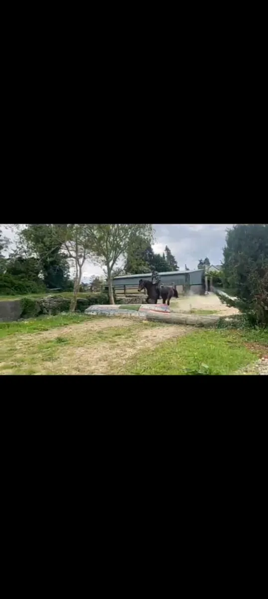 Connemara Filly - Image 3