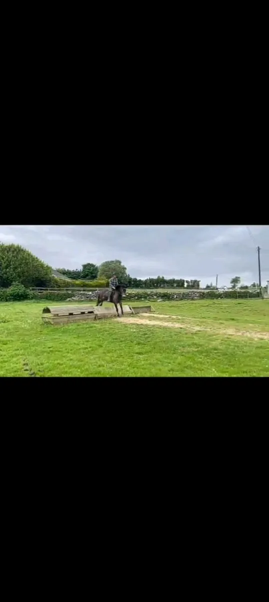 Connemara Filly - Image 4