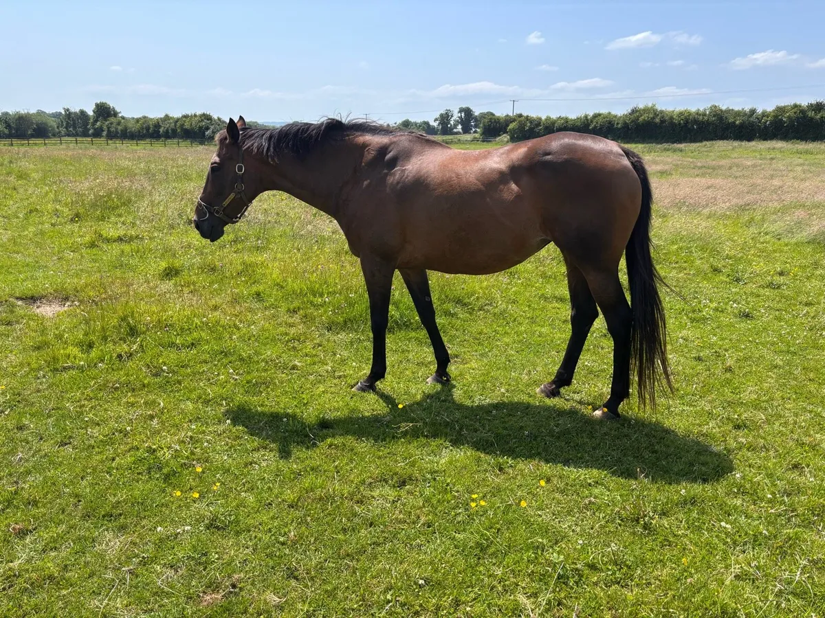 National hunt Flemensfirth Broodmare - Image 2