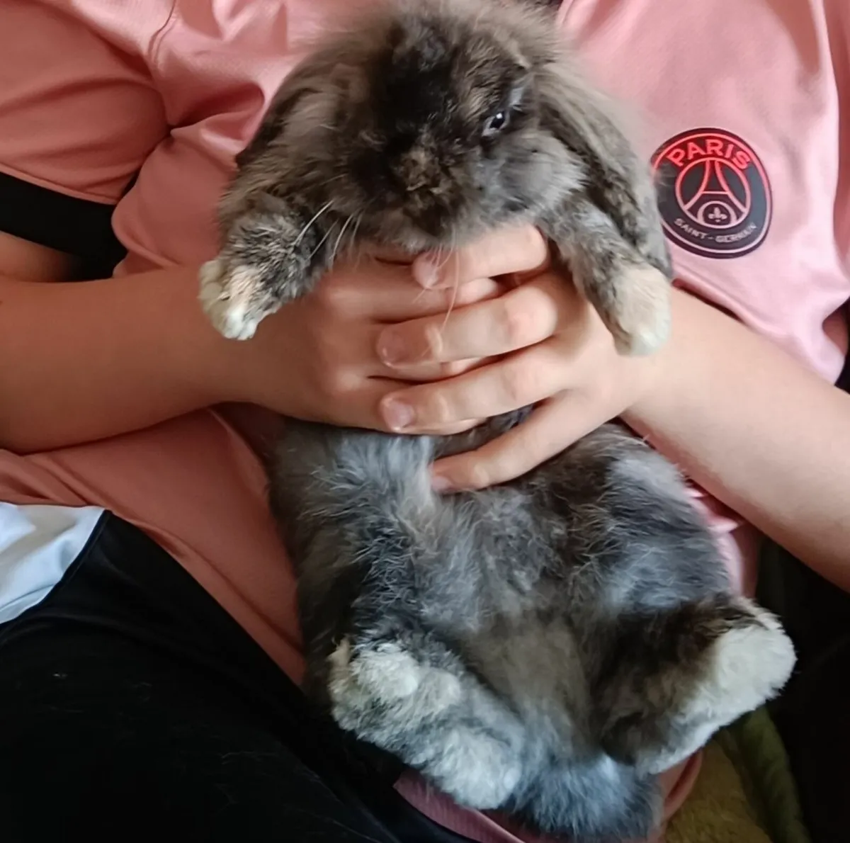 Rabbits - Image 2
