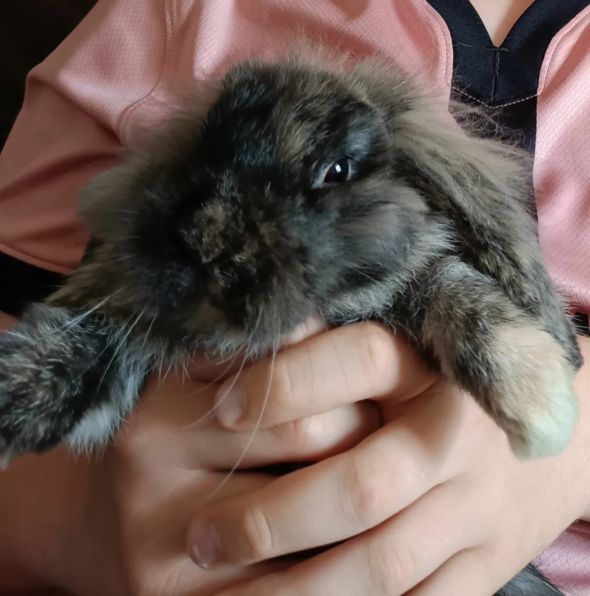 Rabbits - Image 3