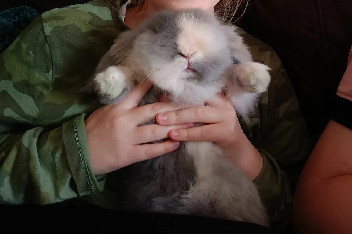 Rabbits - Image 4