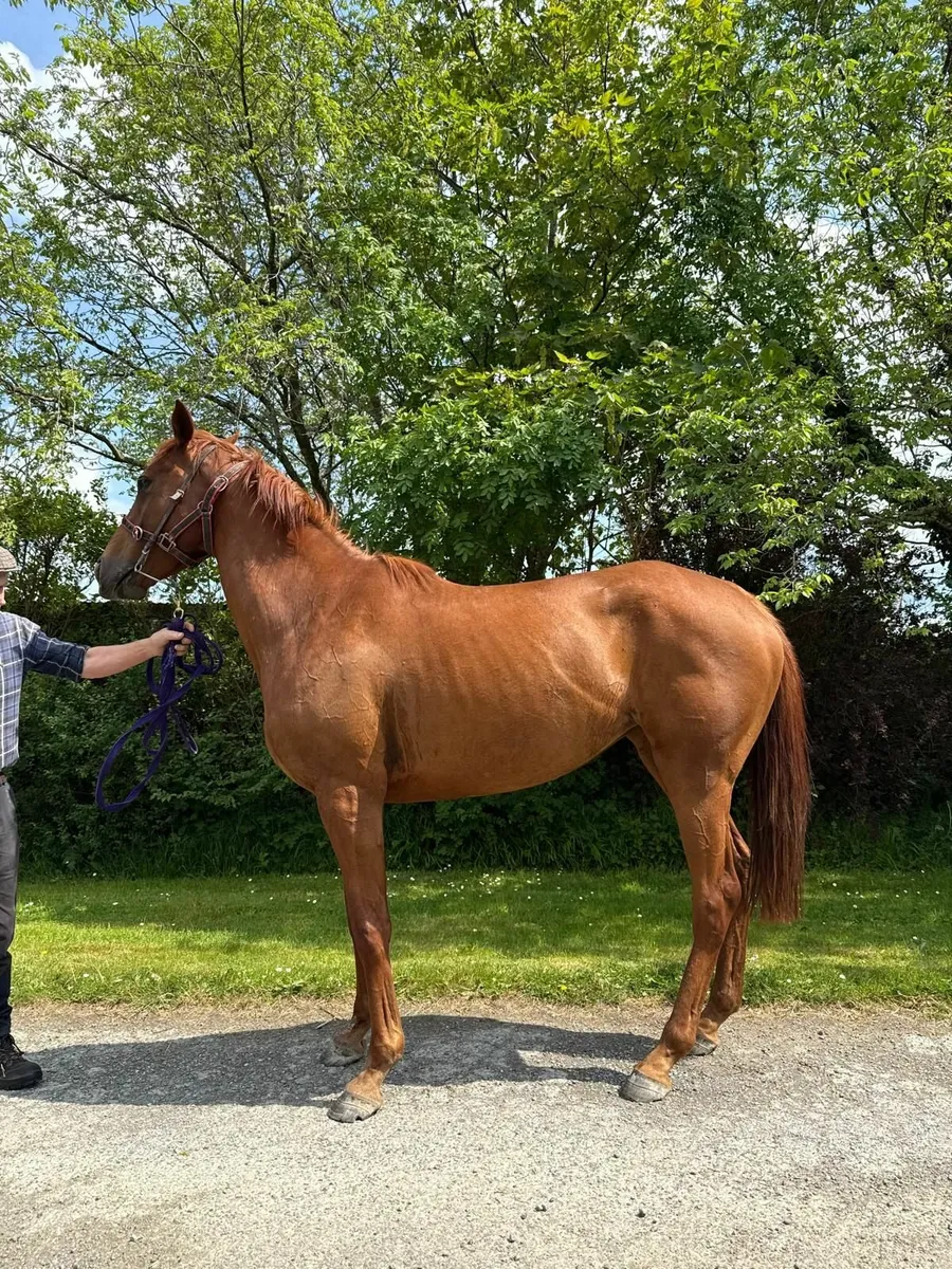 Thoroughbred Mares - Image 2