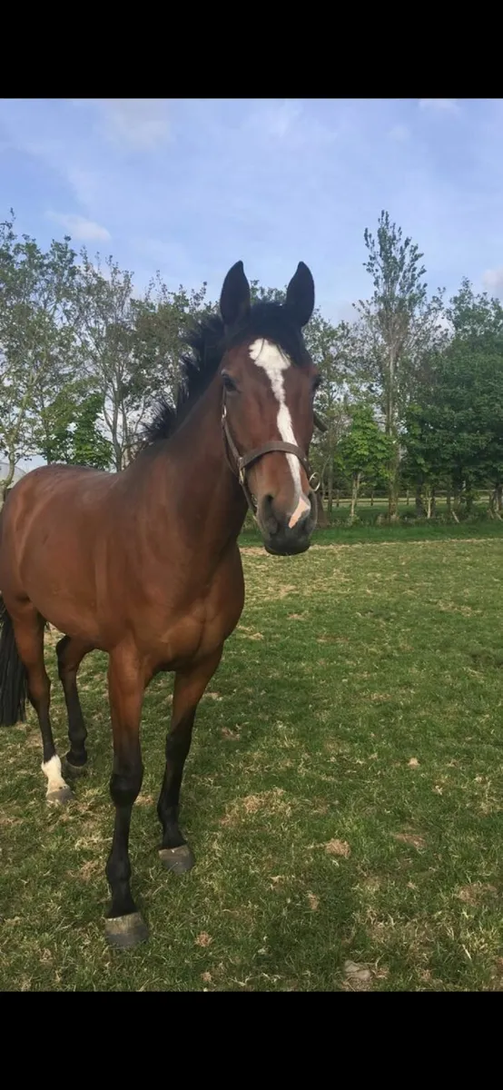Thoroughbred Mares - Image 1