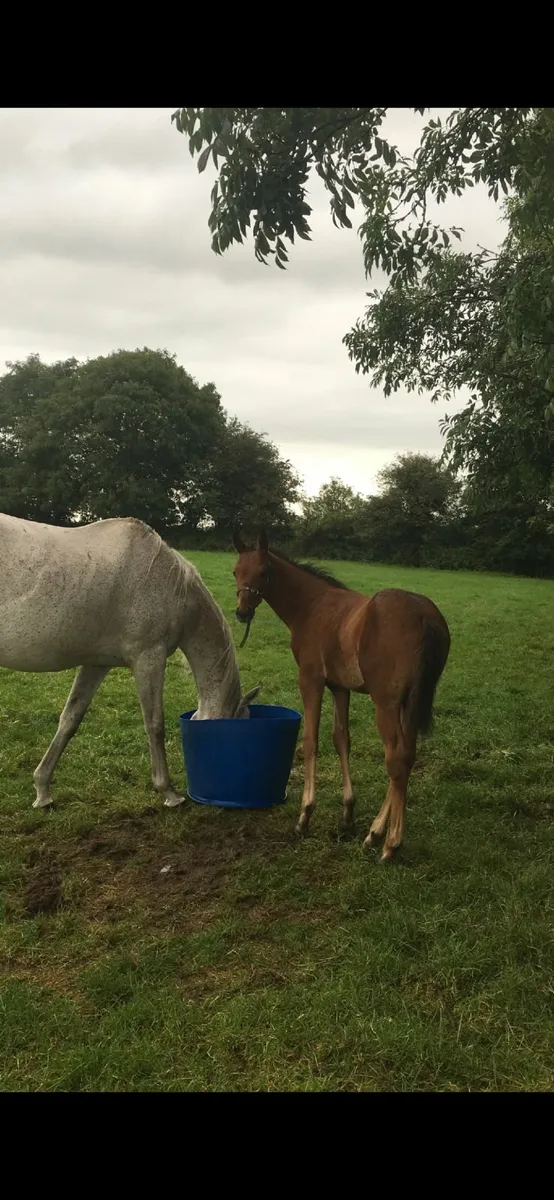 Thoroughbred Mares - Image 3