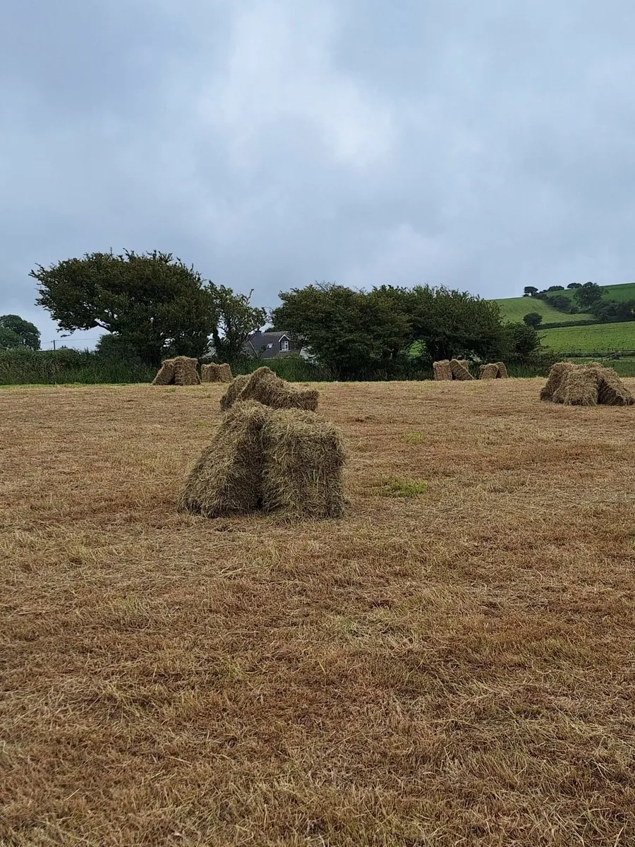 Hay - Image 1