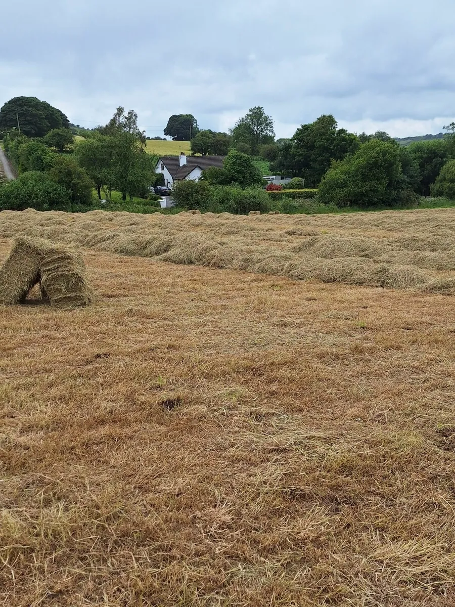 Hay - Image 2